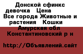 Донской сфинкс девочка › Цена ­ 15 000 - Все города Животные и растения » Кошки   . Амурская обл.,Константиновский р-н